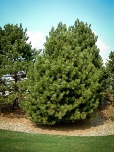 Сосна Чёрная (Pinus Nigra) купить по цене от 270.00р. в интернет-магазине «Посадика» с доставкой почтой в в Чернушкае и по всей России – [изображение №1].