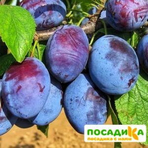 Слива Чачакская ранняя купить по цене от 229.00р. в интернет-магазине «Посадика» с доставкой почтой в в Чернушкае и по всей России – [изображение №1].