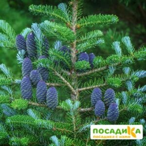 Пихта корейская (Abies koreana) купить по цене от 450.00р. в интернет-магазине «Посадика» с доставкой почтой в в Чернушкае и по всей России – [изображение №1].