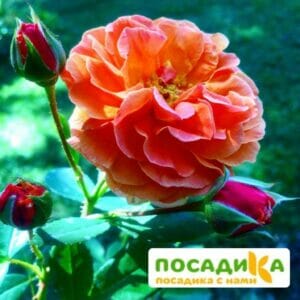 Роза Арабия купить по цене от 350.00р. в интернет-магазине «Посадика» с доставкой почтой в в Чернушкае и по всей России – [изображение №1].