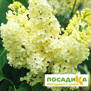 Сирень Примроуз (Primrose) купить по цене от 529.00р. в интернет-магазине «Посадика» с доставкой почтой в в Чернушкае и по всей России – [изображение №1].