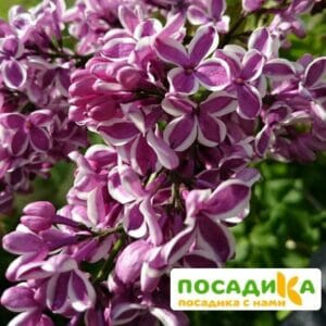 Сирень Сенсация купить по цене от 529.00р. в интернет-магазине «Посадика» с доставкой почтой в в Чернушкае и по всей России – [изображение №1].