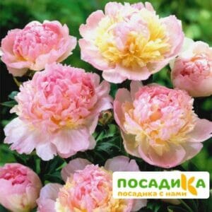 Пион Распберри Сандей (Paeonia Raspberry Sundae) купить по цене от 959р. в интернет-магазине «Посадика» с доставкой почтой в в Чернушкае и по всей России – [изображение №1].