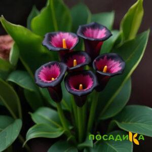 Калла Аура Лейс купить по цене от 400р. в интернет-магазине «Посадика» с доставкой почтой в в Чернушкае и по всей России – [изображение №1].