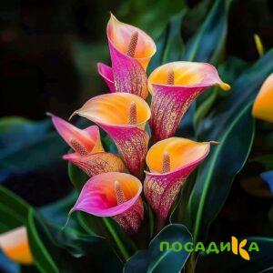 Калла Оникс купить по цене от 450р. в интернет-магазине «Посадика» с доставкой почтой в в Чернушкае и по всей России – [изображение №1].