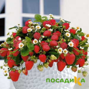 Клубника Рубиновый Шепот (горшечная) купить по цене от 240р. в интернет-магазине «Посадика» с доставкой почтой в в Чернушкае и по всей России – [изображение №1].