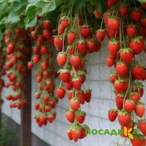 Клубника вьющаяся Комплимент купить по цене от 470р. в интернет-магазине «Посадика» с доставкой почтой в в Чернушкае и по всей России – [изображение №1].