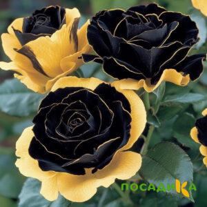 Роза Ханни Сикл купить по цене от 700р. в интернет-магазине «Посадика» с доставкой почтой в в Чернушкае и по всей России – [изображение №1].
