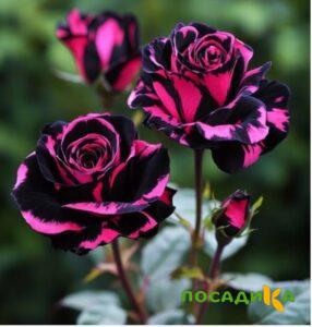 Роза Багровый Шепот купить по цене от 366р. в интернет-магазине «Посадика» с доставкой почтой в в Чернушкае и по всей России – [изображение №1].