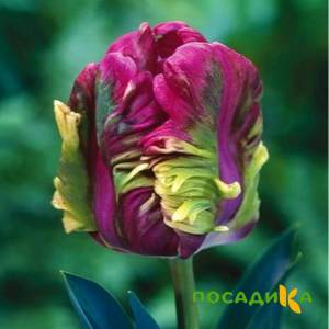 Тюльпан Экзотик Хэвен купить по цене от 186р. в интернет-магазине «Посадика» с доставкой почтой в в Чернушкае и по всей России – [изображение №1].